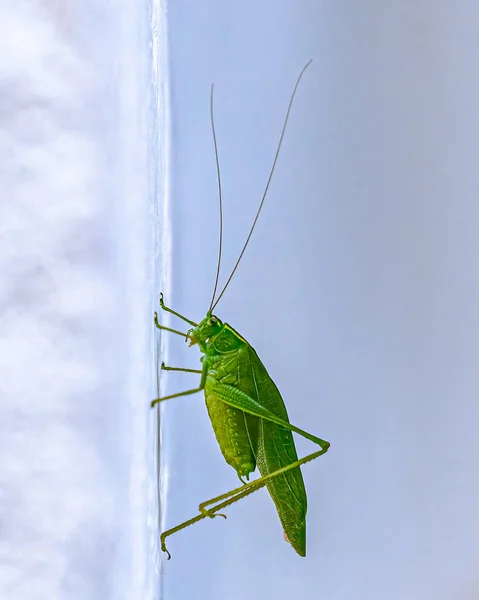 Green Grasshopper Resting Wall — 스톡 사진