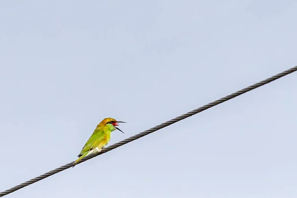 Dragonfly Mouth Bee Eater Some Seconds Life — Stock Fotó
