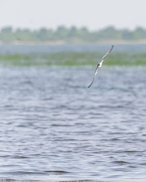 Whiskered Tern Sharp Edge — Stock Photo, Image