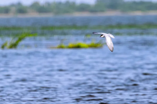 Whiskered Tern Volando Sobre Lago —  Fotos de Stock