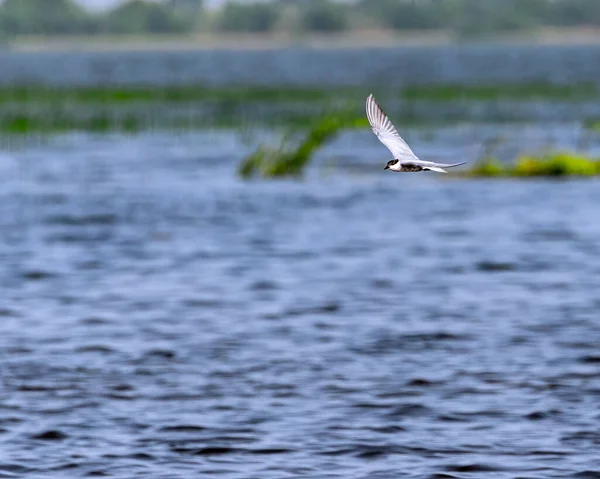 Charrán Susurrado Volando Sobre Lago —  Fotos de Stock