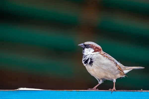 Passero Seduto Una Recinzione — Foto Stock