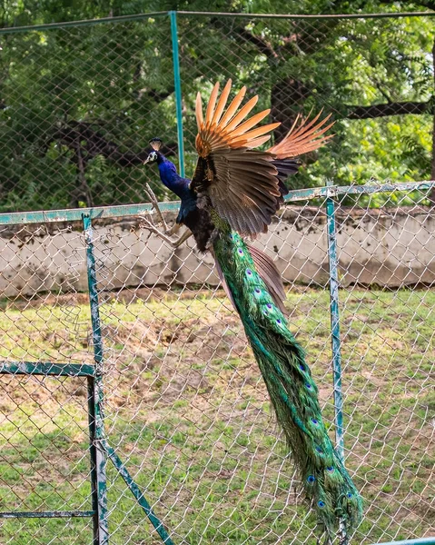 Peacock Settling Fence — Stock Photo, Image