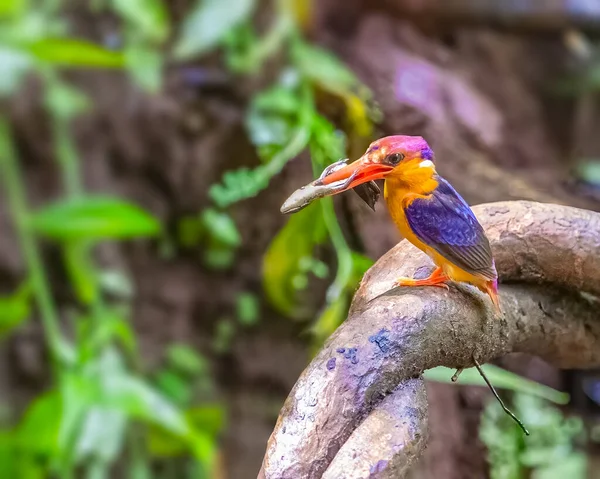 Anão Oriental Kingfisher Com Uma Morte — Fotografia de Stock
