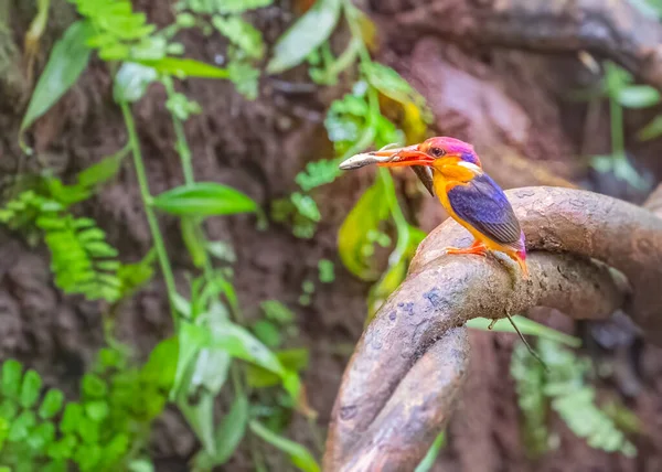 Oriental Dwarf Kingfisher Kill Its Juveniles — Stock Photo, Image
