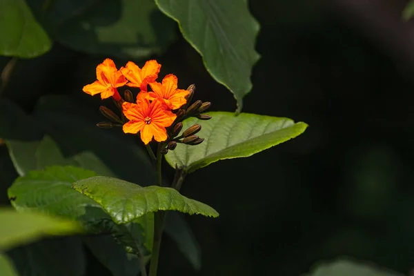 Een Sinaasappel Geigerbloem Plant — Stockfoto