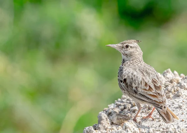 Lark Crested Una Duna Sabbia — Foto Stock