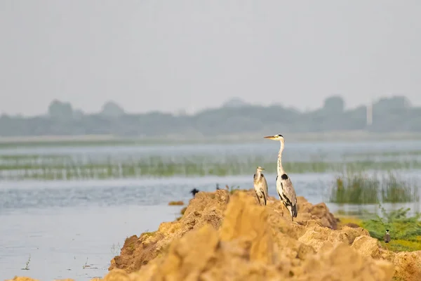 नवर — स्टॉक फोटो, इमेज