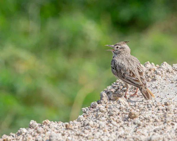 Crested Lark Sjunger Medan Sitter Vid Kanten Sanddynen — Stockfoto