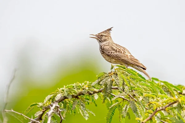 Allodola Crested Che Canta Dalla Cima Del Cespuglio — Foto Stock