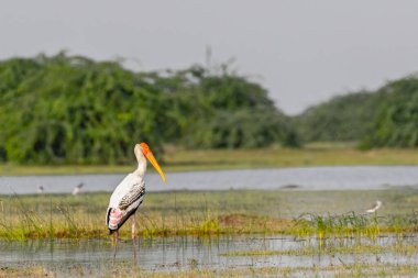 Islak topraklarda boyalı bir leylek