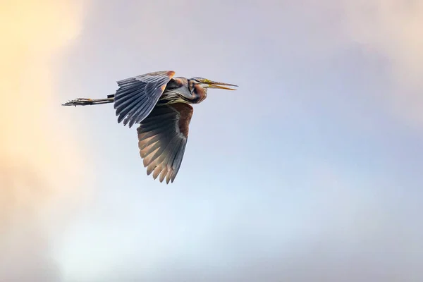 Ein Purpurreiher Auf Einem Flug Mit Heruntergelassenen Flügeln — Stockfoto