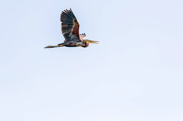 Héron Pourpre Vol Avec Les Ailes Air — Photo