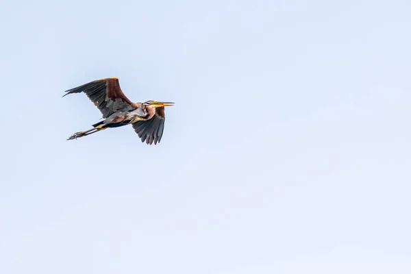 Ein Purpurreiher Flug Himmel — Stockfoto