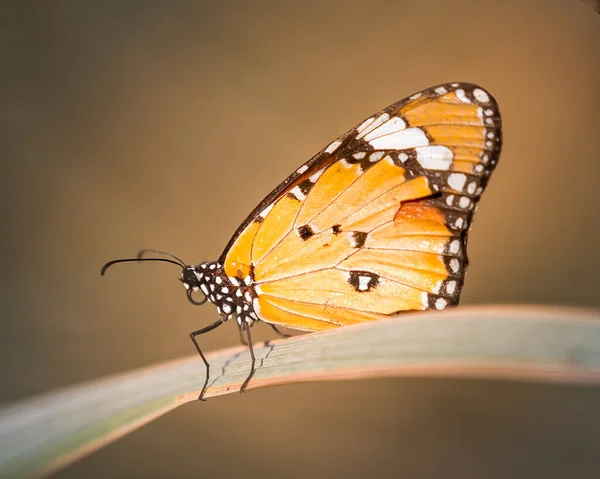 Tigre Sencillo Descansando Sobre Una Hoja Antes Volar — Foto de Stock