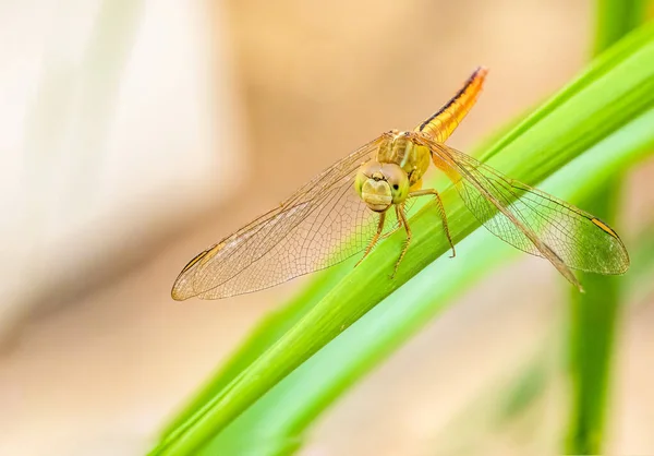 Una Libélula Sentada Sobre Una Larga Hierba Verde —  Fotos de Stock