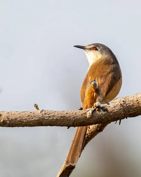 A Ashy Prinia resting on a tree and looking back