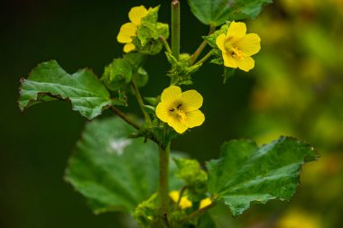 Bahçede çiçek açan Malachra Capitata çiçeği