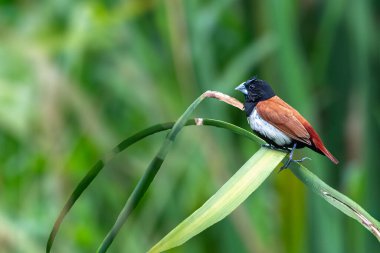 Uzun bir çimene tüneyen üç renkli bir munia.