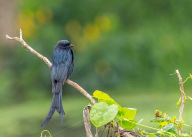 Dalda dinlenen bir Drango.