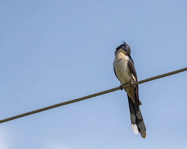 Mavi Gökyüzüne Karşı Kürkünü Temizleyen Bir Guguk Kuşu — Stok fotoğraf