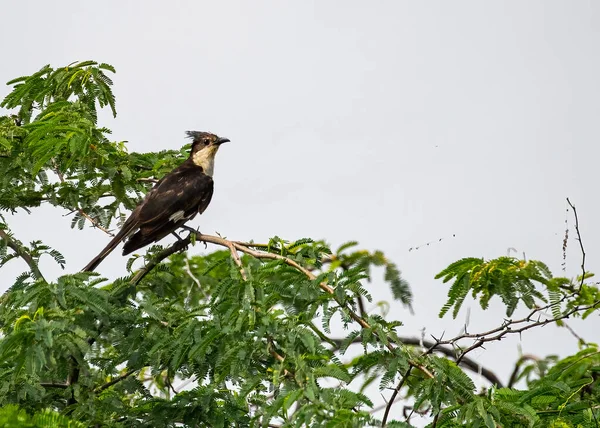 Pied Cuckoo Відпочиває Кущі Дерева Проти Блакитного Неба — стокове фото