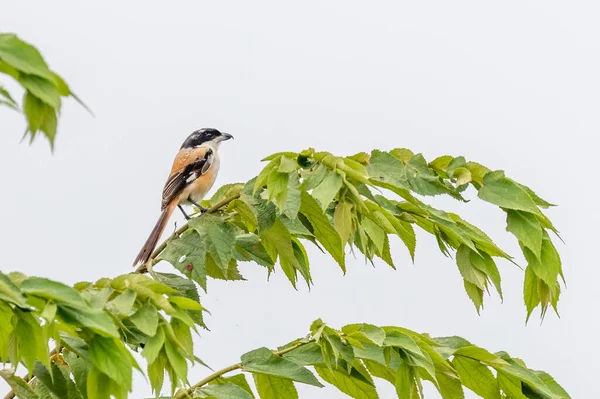 A Long Tail Shrike resting on a tree against blue sky