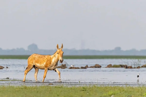 A Wild Ass running in lake water