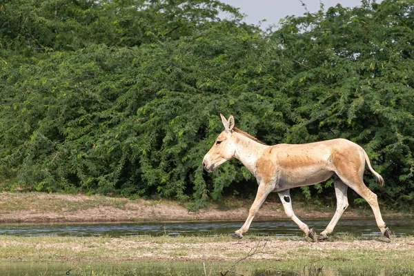 Wild Ass Running Alongside Lake Water — Stock Photo, Image