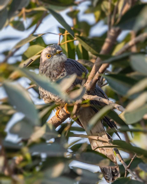 Coucou Indien Caché Dans Arbre Regardant Dehors — Photo