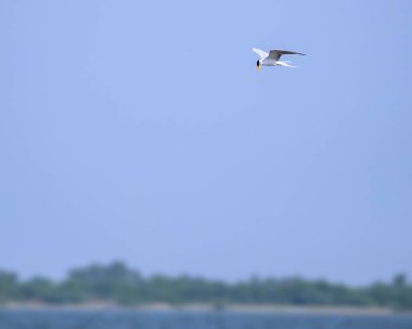Gölün üzerinde yiyecek arayan bir nehir kırlangıcı.