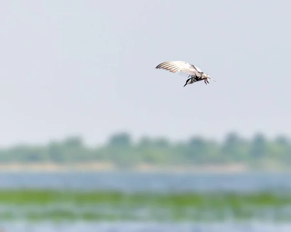 Whiskered Tern Roving Lake Food — Stock Photo, Image