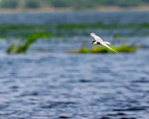 Whiskered Tern Busca Comida Lago —  Fotos de Stock