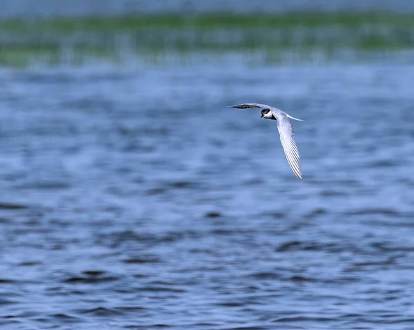 Whiskered Tern Cerca Cibo Lago — Foto Stock