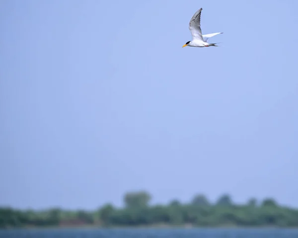 River Tern Roving Food Lake Blue Sky — Stock Photo, Image