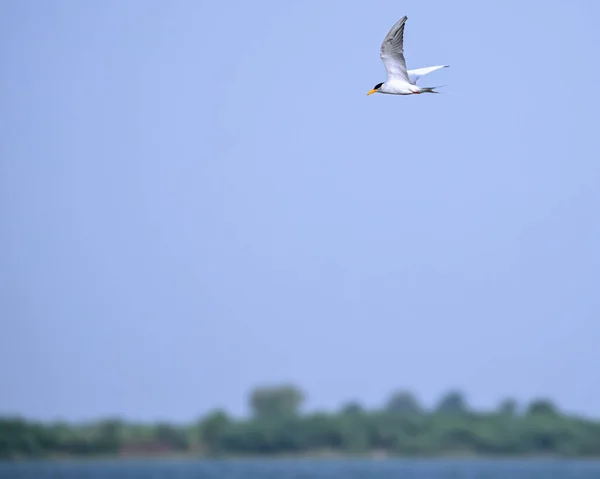 Een Rivier Stern Zwervend Naar Etenswaar Overheen Een Plas Blauwe — Stockfoto