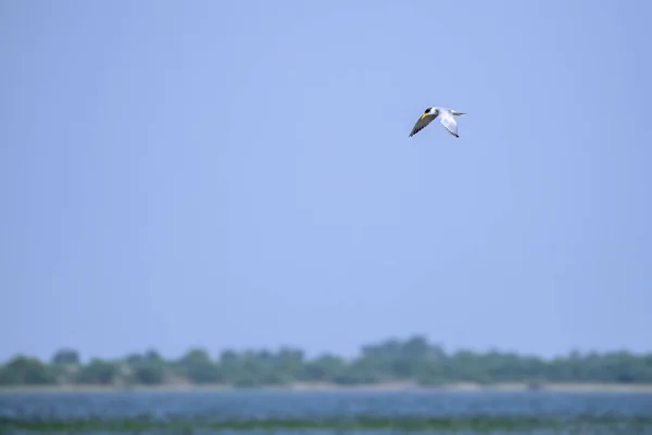 Tern Rio Que Voa Sobre Lago Para Comida — Fotografia de Stock