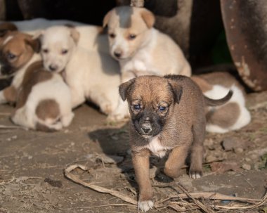 Sokak köpeği yavruları eğleniyor