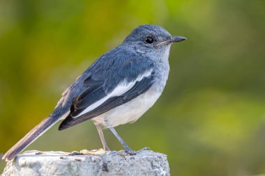Sütunun üstünde oturan doğulu bir saksağan.