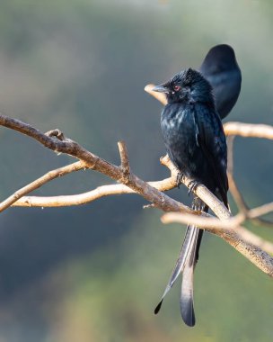 Ağaçta tüneyen bir Drango