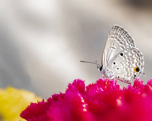 Doğu Kuyruğu Kelebeği Bir Çiçeğin Üzerinde — Stok fotoğraf
