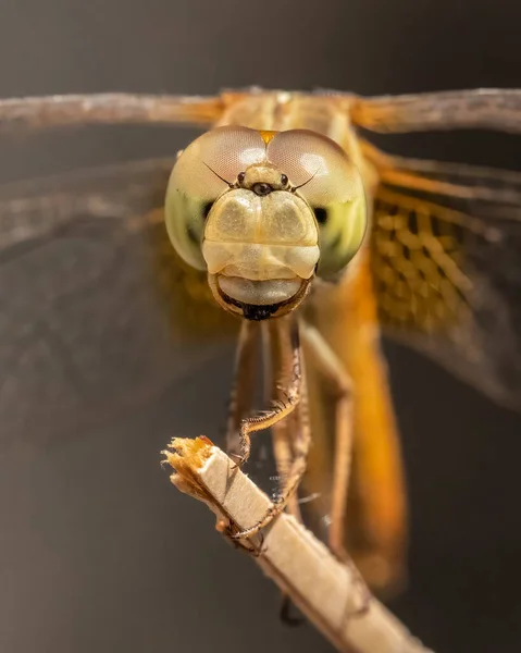 Μακρο Πλάνο Του Προσώπου Dragonfly Από Μπροστά — Φωτογραφία Αρχείου