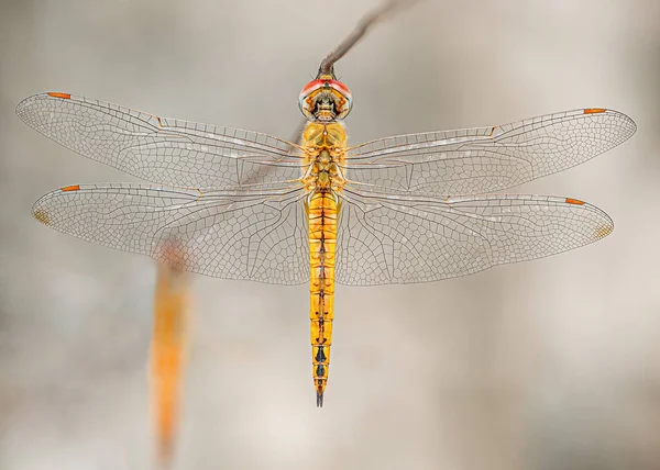 Dragonfly Στηρίζεται Ένα Καλώδιο Κατακόρυφα — Φωτογραφία Αρχείου