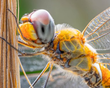 Dragonfly 'ın düşük açılı Makro görüntüsü.