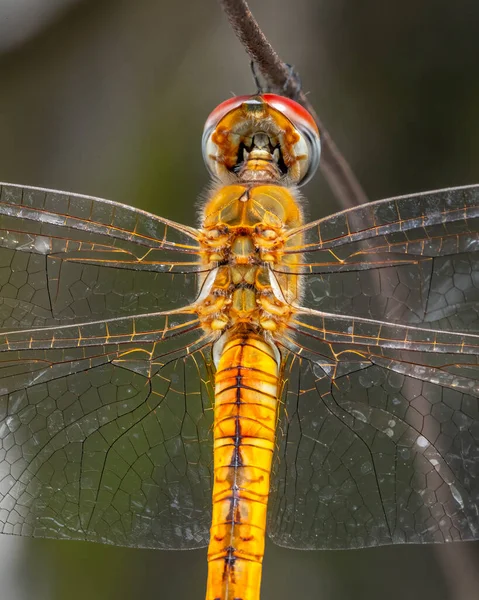 Μια Μακρο Φωτογραφία Του Dragonfly Πάνω Μέρος Από Την Κορυφή — Φωτογραφία Αρχείου