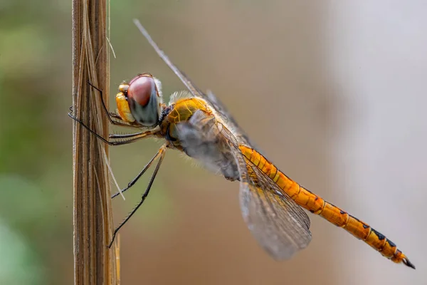 Μια Μύγα Dragonfly Ένα Μπαμπού — Φωτογραφία Αρχείου
