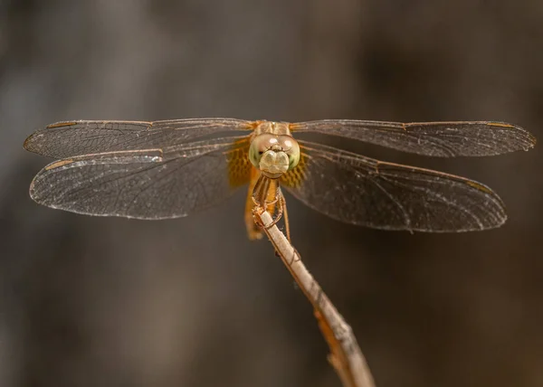 Μια Dragonfly Οριζόντια Καθιστή Στάση — Φωτογραφία Αρχείου