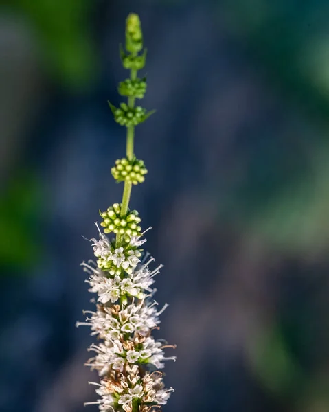 Brotes Flores Una Planta Menta Jardín —  Fotos de Stock