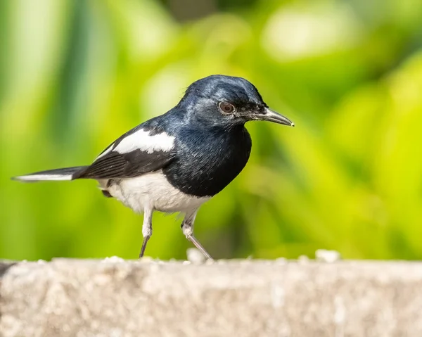 Orientalisk Magpie Tittar Ner Marken För Mat — Stockfoto