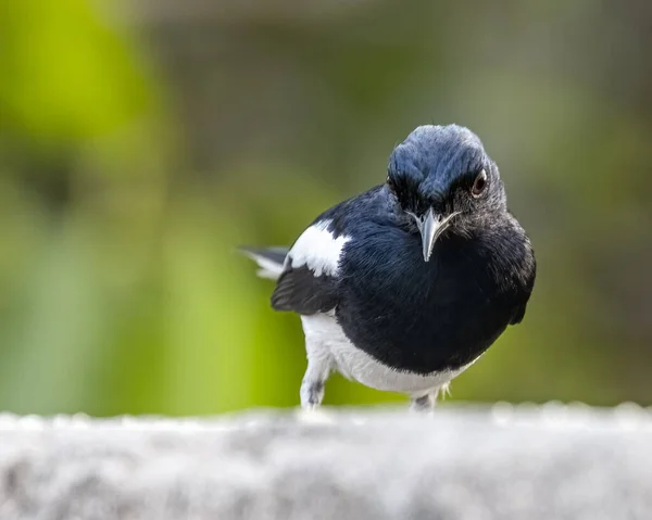 Magpie Oriental Consideração Algo — Fotografia de Stock